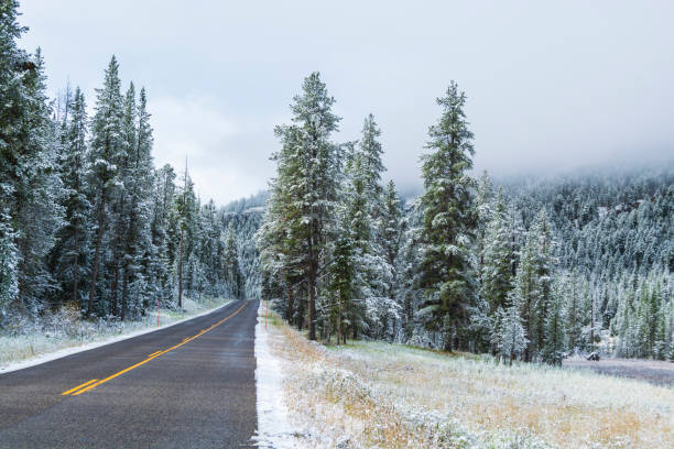 istock Winter Majesty: Bison Herd in Snowy Lamar Valley 2160018354