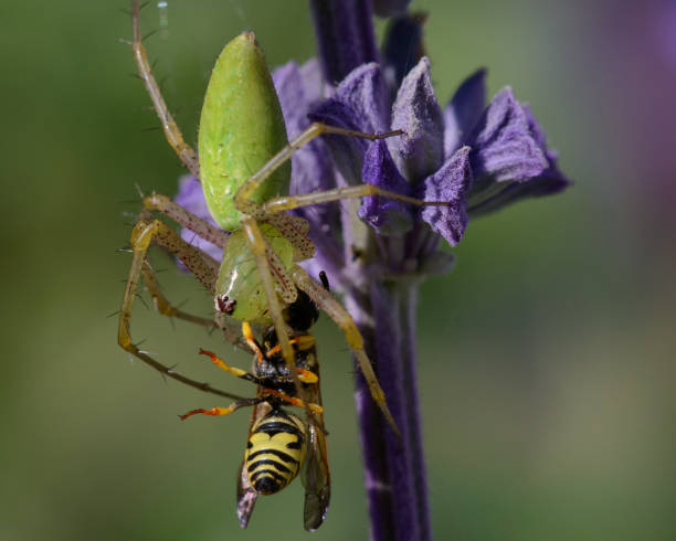 istock Green Lynx Spider Eating Its Prey 2160018413