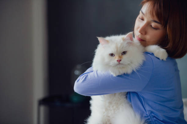 istock girl and Persian cat 2160020164