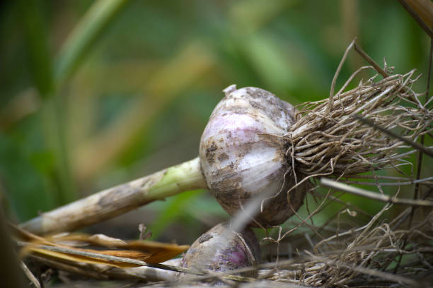 istock Fresh organic garlic bulbs harvested from a vegetable garden 2160020697