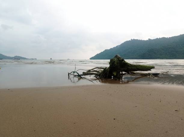 istock Dead trees washed up on the beach 2160021279