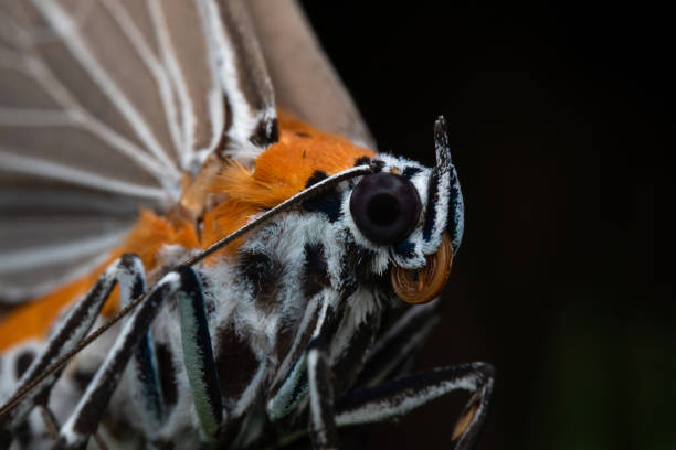Orange white butterfly isolated on black background. Macro shoot, close-up.