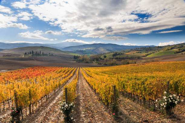 istock Italy. Tuscany. Vineyards. 2160023275