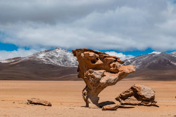 istock stone tree in the Bolivian desert 2160025668