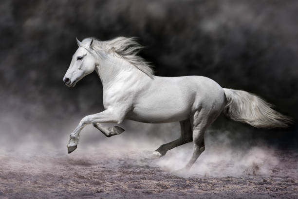 istock Horse run free gallop 2160025709