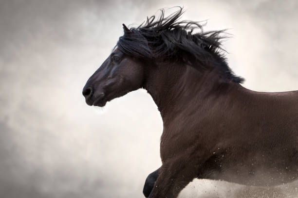 istock Black horse with long mane 2160025711