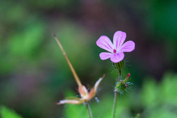 This is a macro photograph of a creeping buttercup flower. The background is blurred green, creating a striking contrast. Located in Newcastle Upon Tyne.
