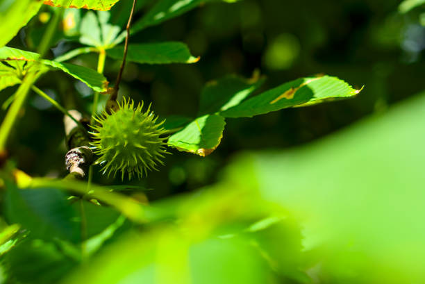 Leaves of a chestnut covered by the sun