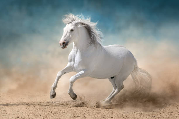istock White andalusian stallion with long mane 2160026614