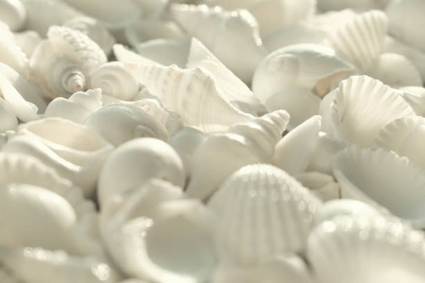 white seashells as natural textured background for aesthetic summer design