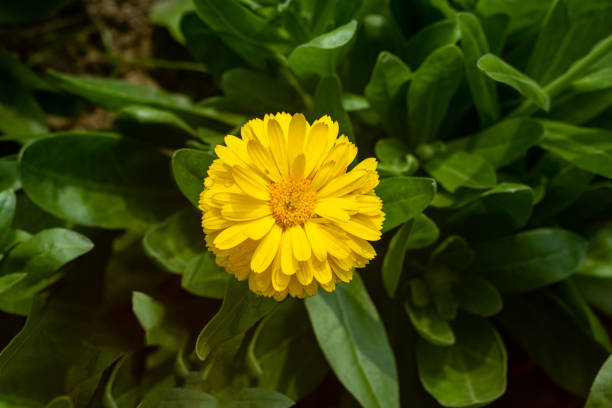 Calendula officinalis long also known as the Pot Marigold is a plant within the family Asteraceae. This cold-hardy annual blooms from spring and late summer into fall or winter