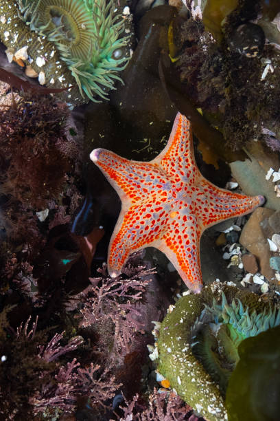 Leather Star starfish with sea anemones and corraline algae in California tide pool Leather Star starfish with sea anemones and corraline algae in California tide pool coralline red algae photos stock pictures, royalty-free photos & images