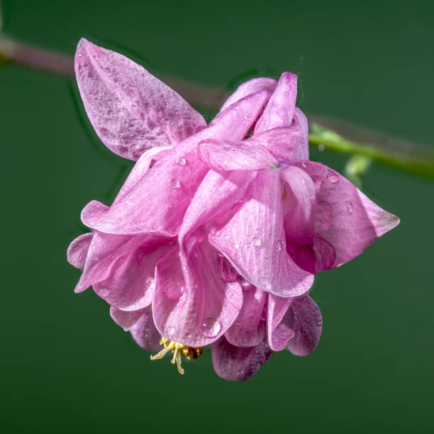 Aquilegia vulgaris en fleur.