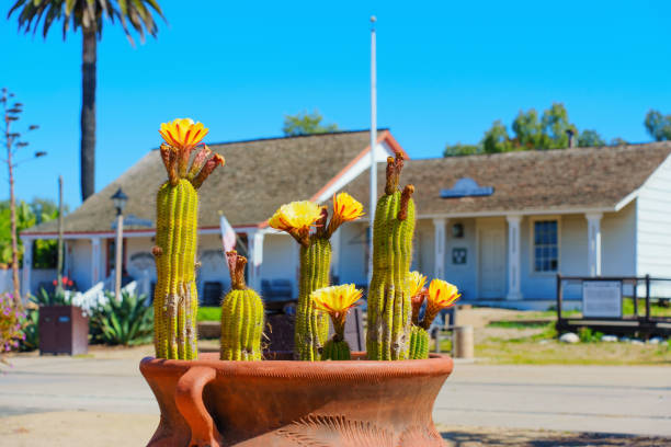 istock Potted Cactus Flowers in Front of a Blurred Building 2160032235