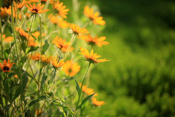 Abstract Flower Background filled with color background