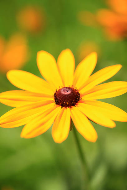 istock Autumn, chrysanthemums are opening 2160032369