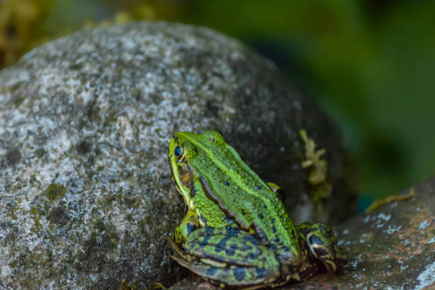 In general, the coloration of the green frog is typical protective coloration.