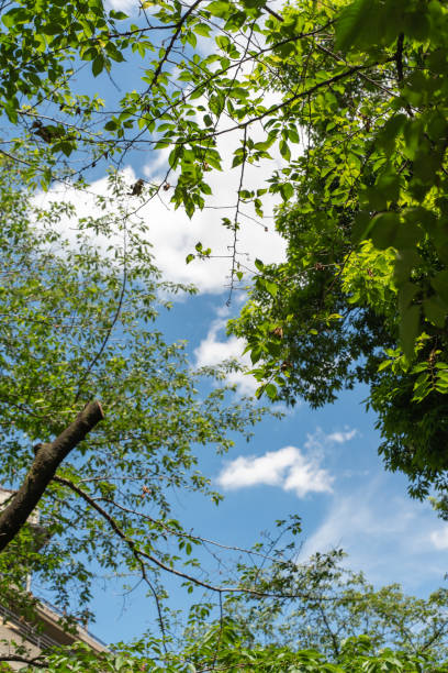Fresh trees in the park in early summer