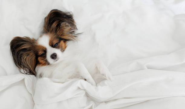 Top view of papillon dog sleeping on bed with copyspace
