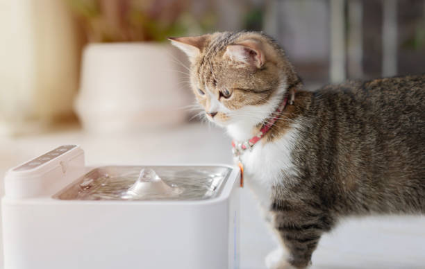 istock Cat with automatic water dispenser. Modern smart drinker for pet. 2160033484