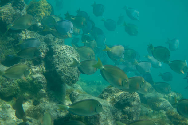 Fishes occupying shallow reef waters of Caribbean islands.