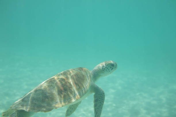 istock Wild Green Sea Turtle 2160033613