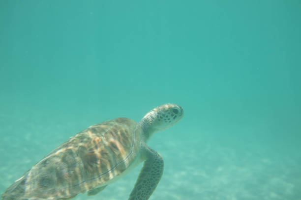 istock Wild Green Sea Turtle 2160033614