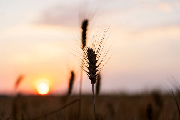 The wheat fields are under the blue sky and white clouds