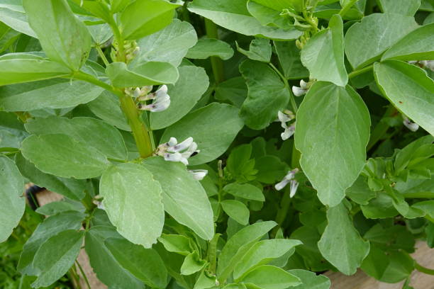istock broad beans in bloom. close-up broad bean blossom. 2160035075