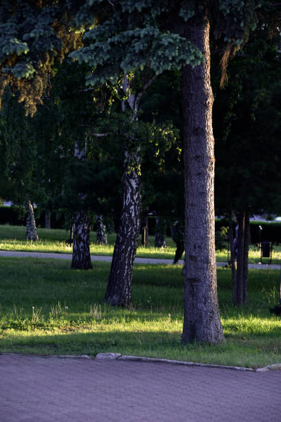 A stone-paved path in a summer park. Trees and grass in the recreation park.
