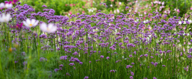 istock Purple lavender flower field 2160035804