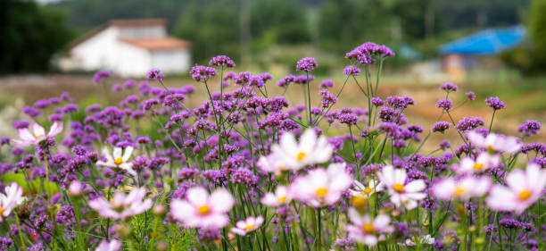 Purple lavender flower field (June 25, 2024, Purple lavender flower field at Gochang Cheongnongwon, Gochang-gun, Jeollabuk-do, Korea)