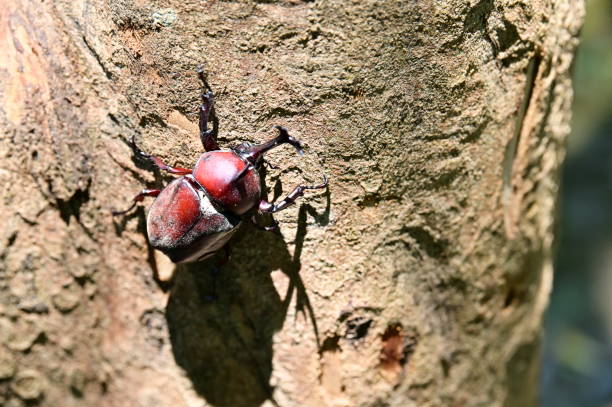The sap of Fraxinus griffithii is the favorite of rhinoceros beetles (Allomyrina dichotoma), widely distributed across East and Southeast Asia.