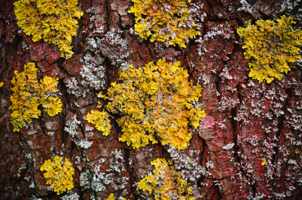 istock Close up of lichen 2160036810