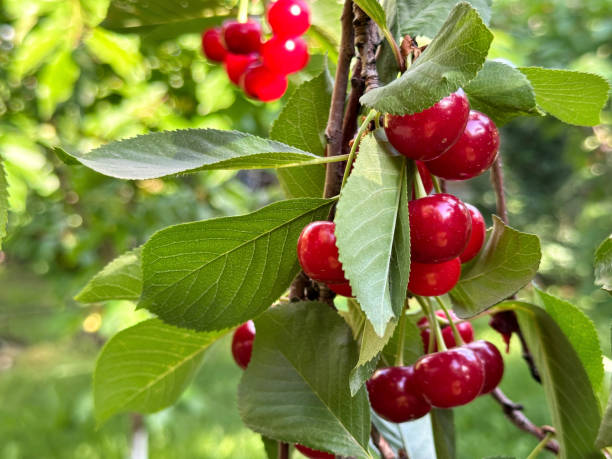 istock bunch of cherries 2160037532