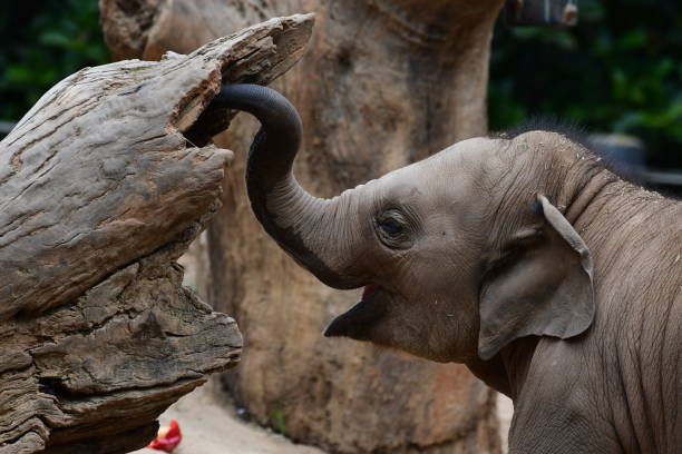 Little Pachyderm playing with his ball.