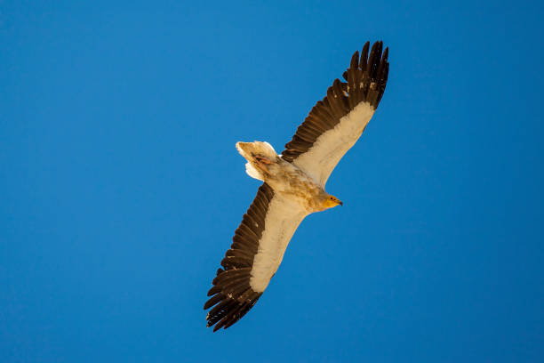 Egyptian Vulture (Neophron percnopterus) usually build their nests on the rocks and live in colonies.