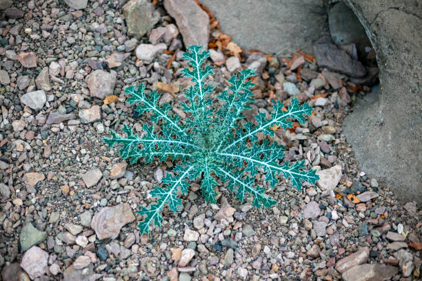 istock Dessert Plant 2160038592