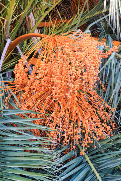 istock Italy, SE Italy, Ostuni. Italian Date Palm tree. Phoenix Dactylifera. 2160039357