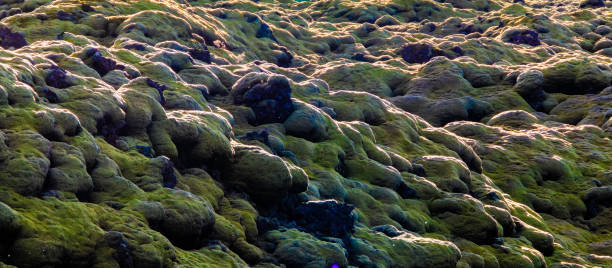 A rocky area with green moss and rocks. The moss forms a curiously wavy surface