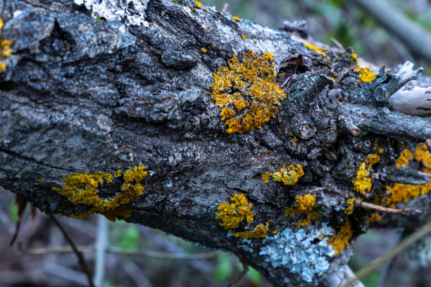 A tree trunk covered in moss and lichen. The moss is yellow and green, and the lichen is white. The tree trunk is old and weathered, and it looks like it has been there for a long time