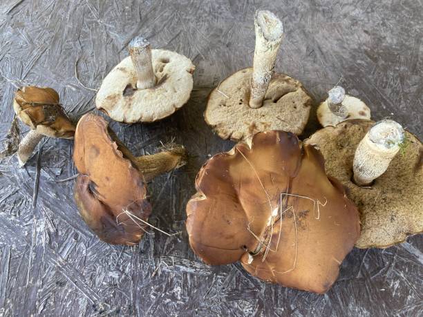 istock I collected edible aspen mushrooms 2160039564