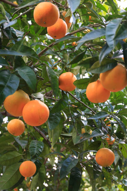 istock Italy, SE Italy, Ostuni. Orange Trees. 2160039906