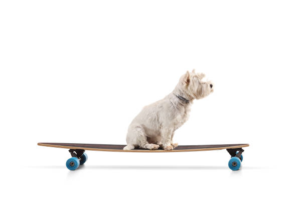 istock Westie terrier dogsitting on a longboard 2160039990
