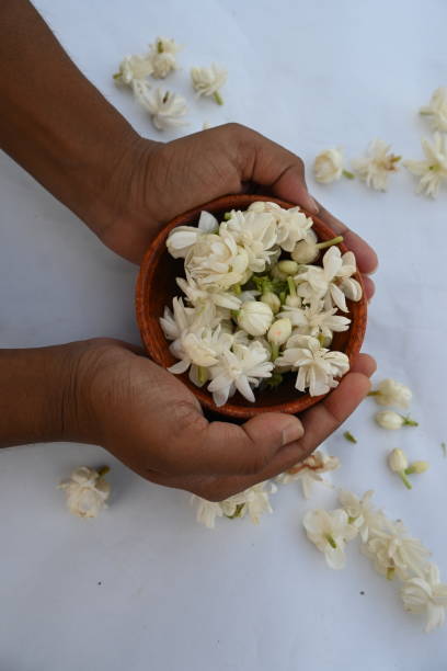istock Jasminum sambac flower. 2160040029