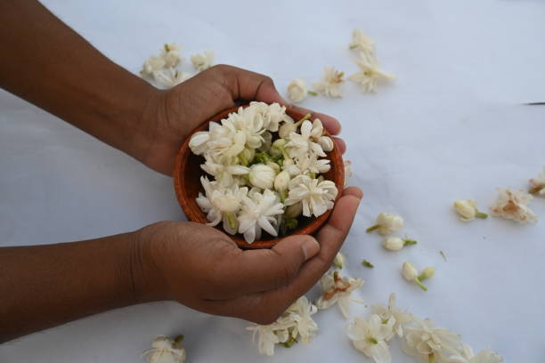 istock Jasminum sambac flower. 2160040050