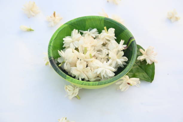 istock Jasminum sambac flower. 2160040189