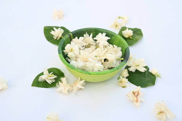 istock Jasminum sambac flower. 2160040235