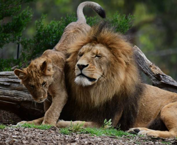 istock Male lion with cub 2160041279