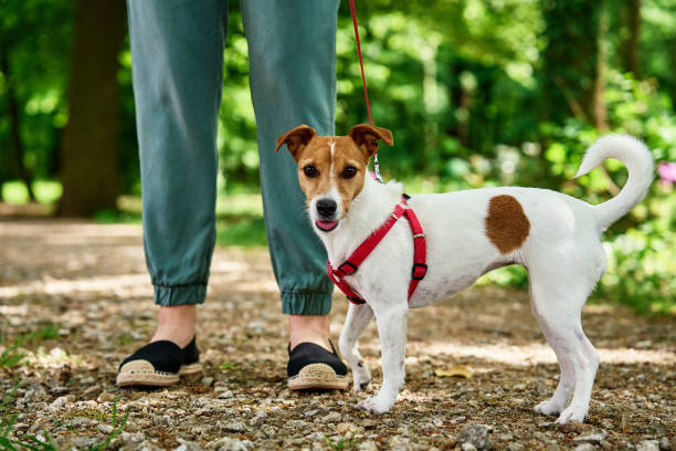 istock Woman Walking Dog in Park 2160042827